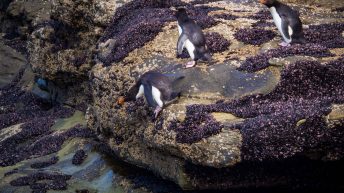 83 2 344x193 - W drodze na Antarktydę - Falklandy