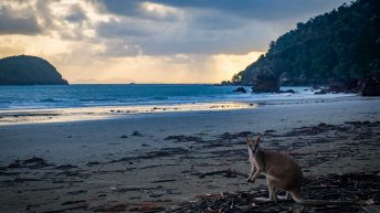 83 3 344x193 - Hen ku Brisbane, czyli nasz pierwszy road trip po Australii