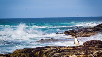 84 2 344x193 - W drodze na Antarktydę - Falklandy