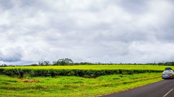 86 2 344x193 - Hen ku Brisbane, czyli nasz pierwszy road trip po Australii