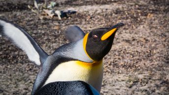 89 1 344x193 - W drodze na Antarktydę - Falklandy