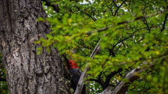 9 15 344x193 - No pain, no Paine - Patagonia