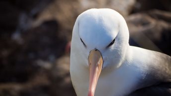 9 4 344x193 - W drodze na Antarktydę - Falklandy