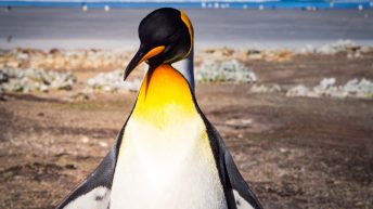 90 1 344x193 - W drodze na Antarktydę - Falklandy