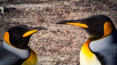 92 1 232x130 - W drodze na Antarktydę - Falklandy