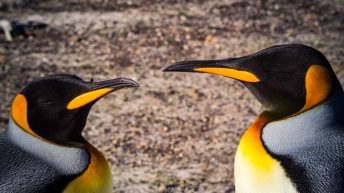 92 1 344x193 - W drodze na Antarktydę - Falklandy