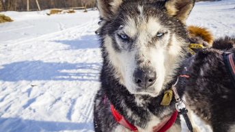 96 6 344x193 - Koleją transsyberyjską do domu