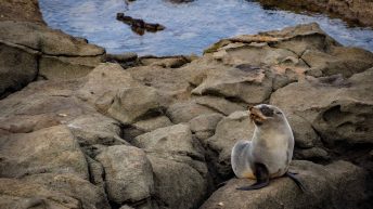 97 4 344x193 - W krainie Władcy Pierścieni - Wyspa Południowa