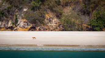 98 2 344x193 - Hen ku Brisbane, czyli nasz pierwszy road trip po Australii