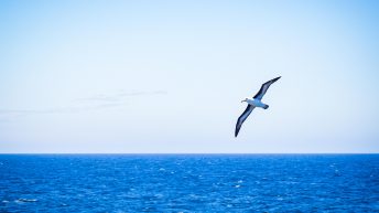 99 1 344x193 - W drodze na Antarktydę - Falklandy