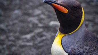 Antarctica South Georgia Falklands 23 344x193 - W drodze na Antarktydę cz. 2 - Georgia Południowa