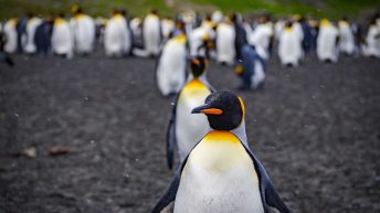 Antarctica South Georgia Falklands 25 344x193 - W drodze na Antarktydę cz. 2 - Georgia Południowa