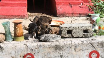 BIRMA Brima 85 344x193 - BIRMA