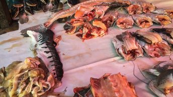 Chiclayo Chachapoyas Amazonia 4 10 344x193 - Dzika P&oacute;łnoc Peru