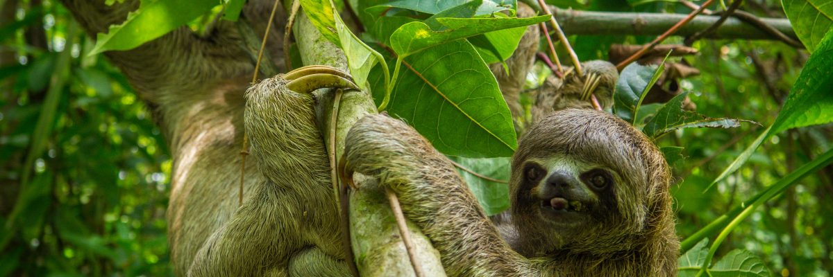 Chiclayo Chachapoyas Amazonia 4 15 1200x400 - Dzika Północ Peru