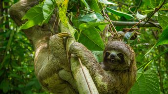 Chiclayo Chachapoyas Amazonia 4 15 344x193 - Dzika P&oacute;łnoc Peru