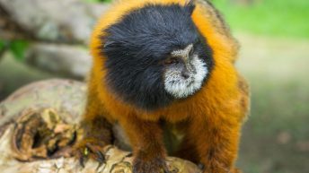 Chiclayo Chachapoyas Amazonia 4 21 344x193 - Dzika P&oacute;łnoc Peru