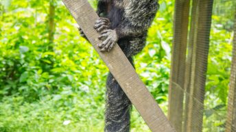 Chiclayo Chachapoyas Amazonia 4 24 344x193 - Dzika P&oacute;łnoc Peru