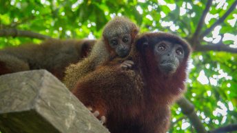 Chiclayo Chachapoyas Amazonia 4 28 344x193 - Dzika P&oacute;łnoc Peru