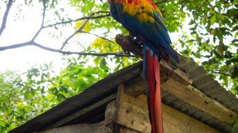 Chiclayo Chachapoyas Amazonia 4 32 344x193 - Dzika P&oacute;łnoc Peru