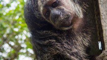 Chiclayo Chachapoyas Amazonia 4 33 344x193 - Dzika P&oacute;łnoc Peru