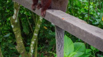 Chiclayo Chachapoyas Amazonia 4 34 344x193 - Dzika P&oacute;łnoc Peru