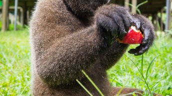 Chiclayo Chachapoyas Amazonia 4 37 344x193 - Dzika P&oacute;łnoc Peru
