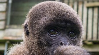 Chiclayo Chachapoyas Amazonia 4 38 344x193 - Dzika P&oacute;łnoc Peru