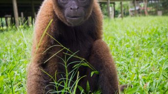 Chiclayo Chachapoyas Amazonia 4 41 344x193 - Dzika P&oacute;łnoc Peru