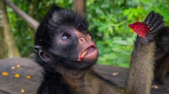 Chiclayo Chachapoyas Amazonia 4 43 344x193 - Dzika P&oacute;łnoc Peru