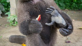 Chiclayo Chachapoyas Amazonia 4 47 344x193 - Dzika P&oacute;łnoc Peru