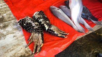 Chiclayo Chachapoyas Amazonia 4 7 344x193 - Dzika P&oacute;łnoc Peru