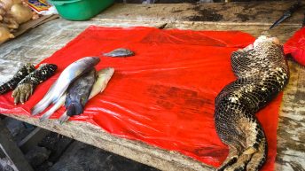 Chiclayo Chachapoyas Amazonia 4 8 344x193 - Dzika P&oacute;łnoc Peru