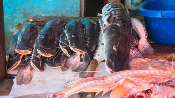 Chiclayo Chachapoyas Amazonia 4 9 344x193 - Dzika P&oacute;łnoc Peru