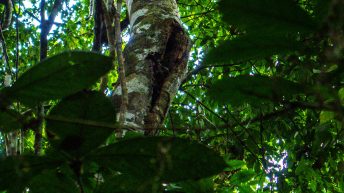 Chiclayo Chachapoyas Amazonia 48 344x193 - Dzika P&oacute;łnoc Peru