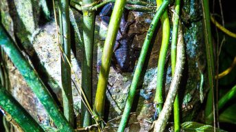 Chiclayo Chachapoyas Amazonia 55 344x193 - Dzika P&oacute;łnoc Peru