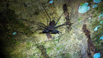 Chiclayo Chachapoyas Amazonia 56 344x193 - Dzika P&oacute;łnoc Peru
