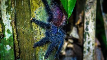 Chiclayo Chachapoyas Amazonia 57 344x193 - Dzika P&oacute;łnoc Peru