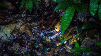 Chiclayo Chachapoyas Amazonia 58 344x193 - Dzika P&oacute;łnoc Peru
