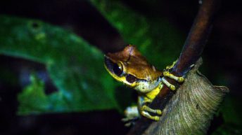 Chiclayo Chachapoyas Amazonia 59 344x193 - Dzika P&oacute;łnoc Peru