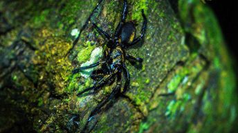 Chiclayo Chachapoyas Amazonia 60 344x193 - Dzika P&oacute;łnoc Peru