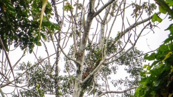 Chiclayo Chachapoyas Amazonia 63 344x193 - Dzika P&oacute;łnoc Peru