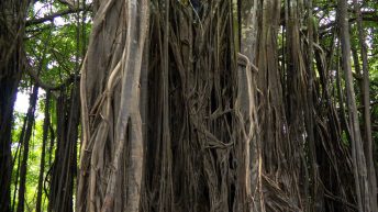 Chiclayo Chachapoyas Amazonia 66 344x193 - Dzika P&oacute;łnoc Peru