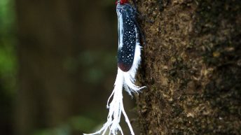 Chiclayo Chachapoyas Amazonia 67 344x193 - Dzika P&oacute;łnoc Peru
