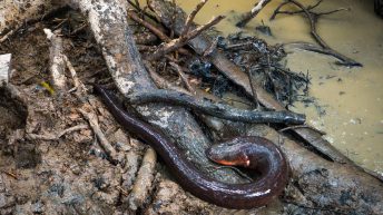 Chiclayo Chachapoyas Amazonia 68 344x193 - Dzika P&oacute;łnoc Peru