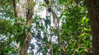 Chiclayo Chachapoyas Amazonia 69 344x193 - Dzika P&oacute;łnoc Peru