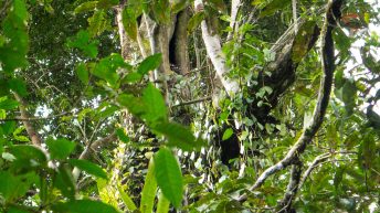 Chiclayo Chachapoyas Amazonia 70 344x193 - Dzika P&oacute;łnoc Peru