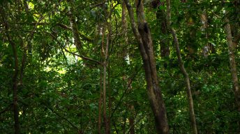 Chiclayo Chachapoyas Amazonia 71 344x193 - Dzika P&oacute;łnoc Peru