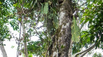 Chiclayo Chachapoyas Amazonia 72 344x193 - Dzika P&oacute;łnoc Peru