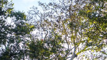 Chiclayo Chachapoyas Amazonia 73 344x193 - Dzika P&oacute;łnoc Peru